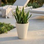 MERCEDES - vaso medio